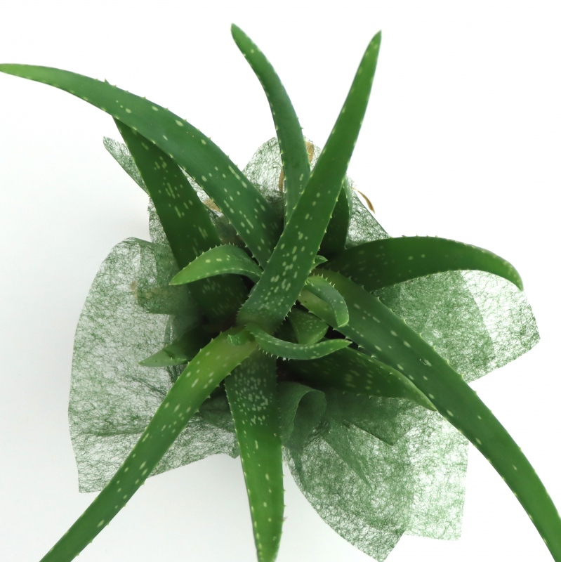 Kwiat doniczkowy Aloes