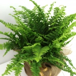 Kwiat doniczkowy Paproć